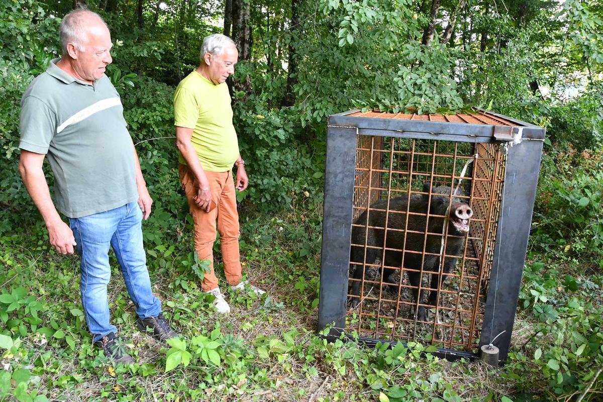 VIDÉO. Face à la prolifération des sangliers, le piégeage, interdit en Lot-et-Garonne et rejeté par les chasseurs, anime les débats