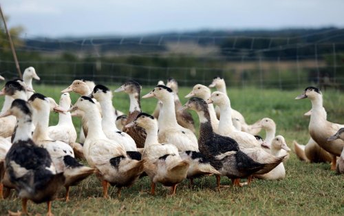Grippe aviaire dans les Landes : les canards de plus de cinq semaines vont pouvoir retrouver le plein air