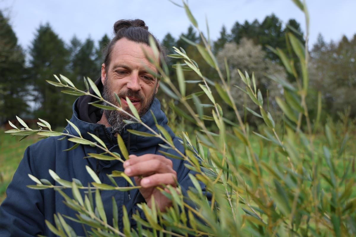 « Il faut un peu voir le verger comme un champ de vignes » : il plante des milliers d’oliviers sur son exploitation en Dordogne