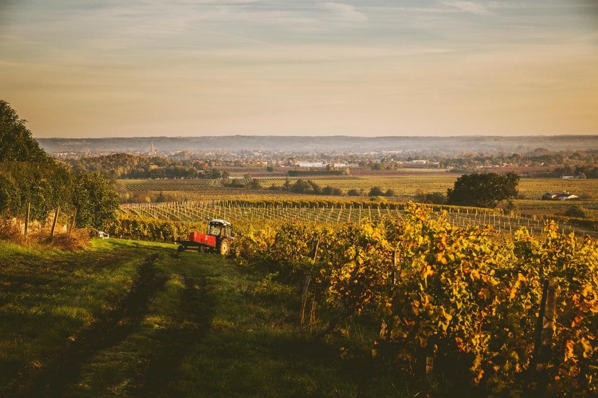 EN IMAGES : les vignerons de Monbazillac décrochent l’appellation AOC Monbazillac en 1936