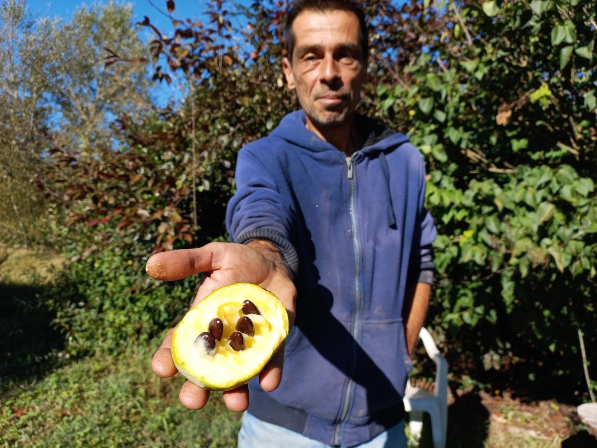 Vidéo. L’asiminier, ce nouveau fruit qui donne la pêche à Emmanuel Aze