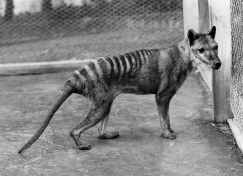 Le tigre de Tasmanie a « probablement » vécu jusqu’aux années 1980, voire 2000