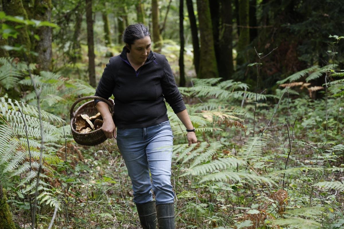 Cèpes. « Les gens pensent que les forêts sont à tout le monde » : en Périgord, les propriétaires forestiers rêvent d’une IGP protectrice