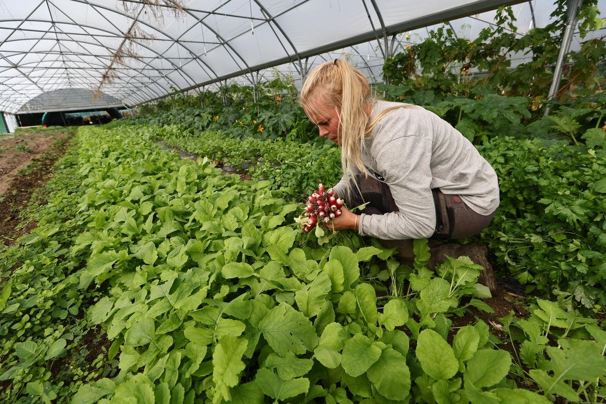 « J’ai eu l’idée en regardant le JT de Jean-Pierre Pernaut » : comment Vannes a créé une régie maraîchère pour nourrir les tout-petits