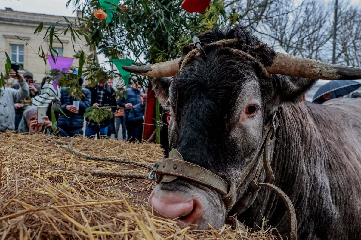 Gironde : Le concours départemental de la race bazadaise se tiendra cette année à Langon