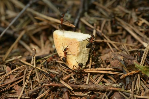 Fourmis : comment éviter ou venir à bout d’une invasion dans votre maison ?