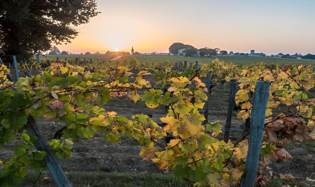 L’économie en Gironde dans dix ans : réinventer les vignobles bordelais sans trahir la terre