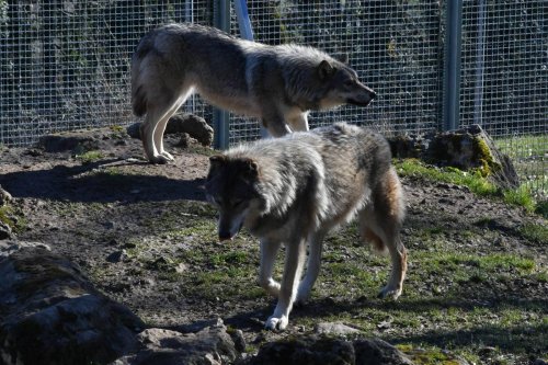 Animaux : l’histoire de famille des loups du parc du Thot, en Dordogne
