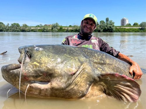 Il pêche un silure de presque 3 mètres et bat le record du monde