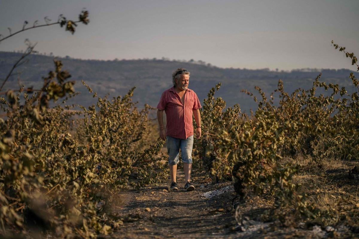 Incendie dans l’Aude : à Saint-Laurent-de-la-Cabrerisse, le désespoir des vignerons sinistrés par le feu