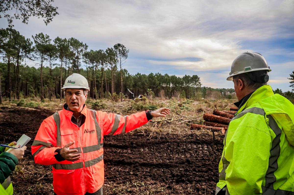 Nématode du pin : les sylviculteurs des Landes en « phase de combat » pour abattre les pins de la zone infestée