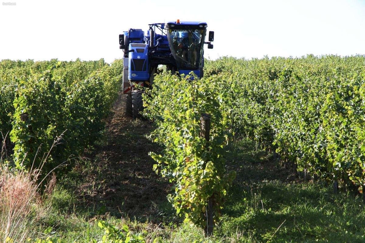 À la machine ou à la main, le match des vendanges