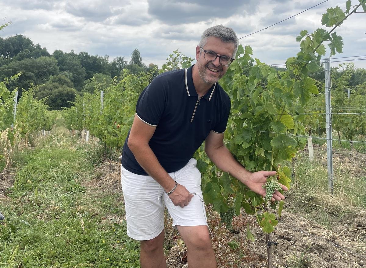 « C’est confortable, cela permet de moins traiter » : dans les vignes de Dordogne, les variétés résistantes se développent