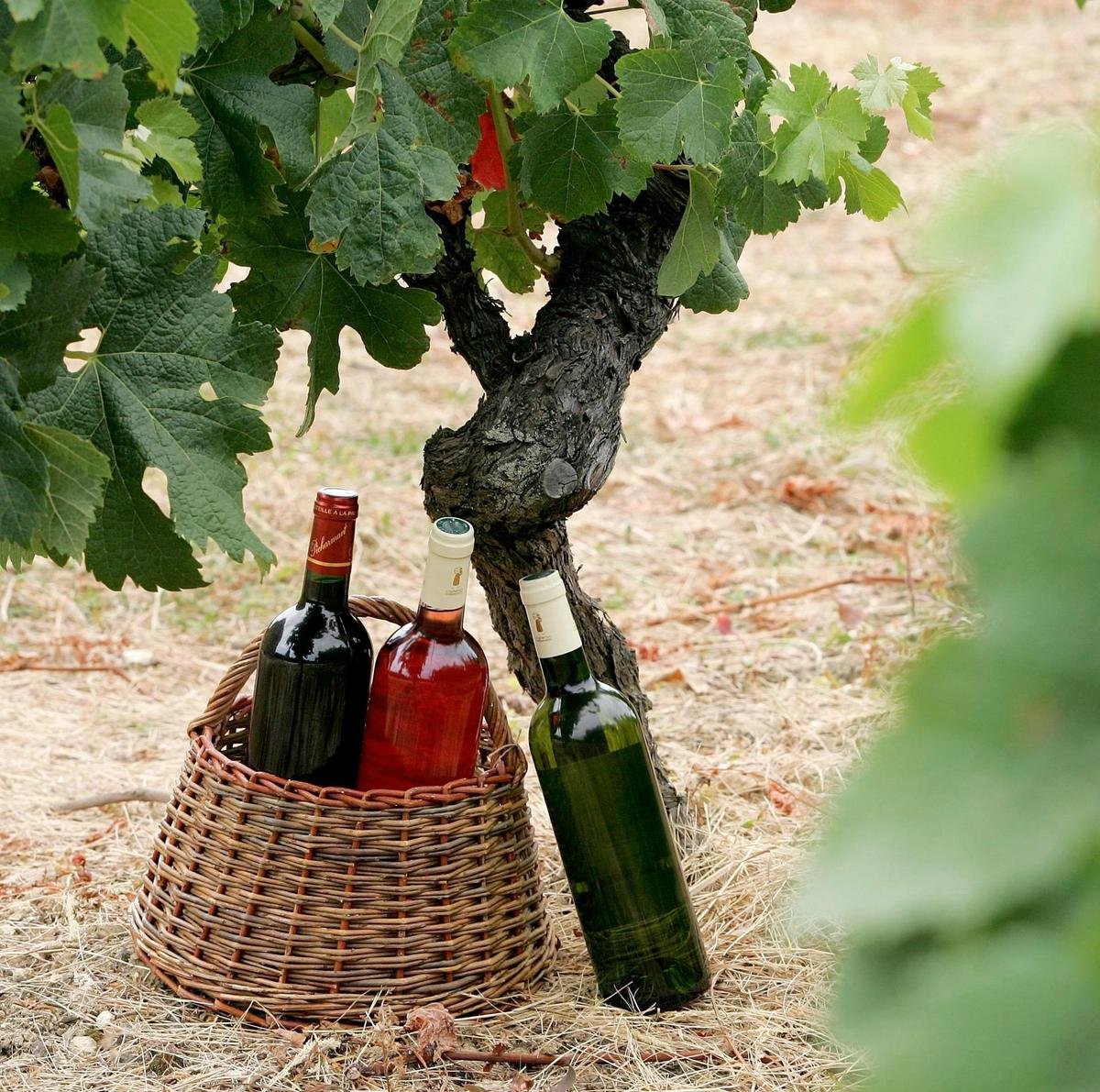 À Libourne, un premier salon du vin bio et local qui sent bon le terroir