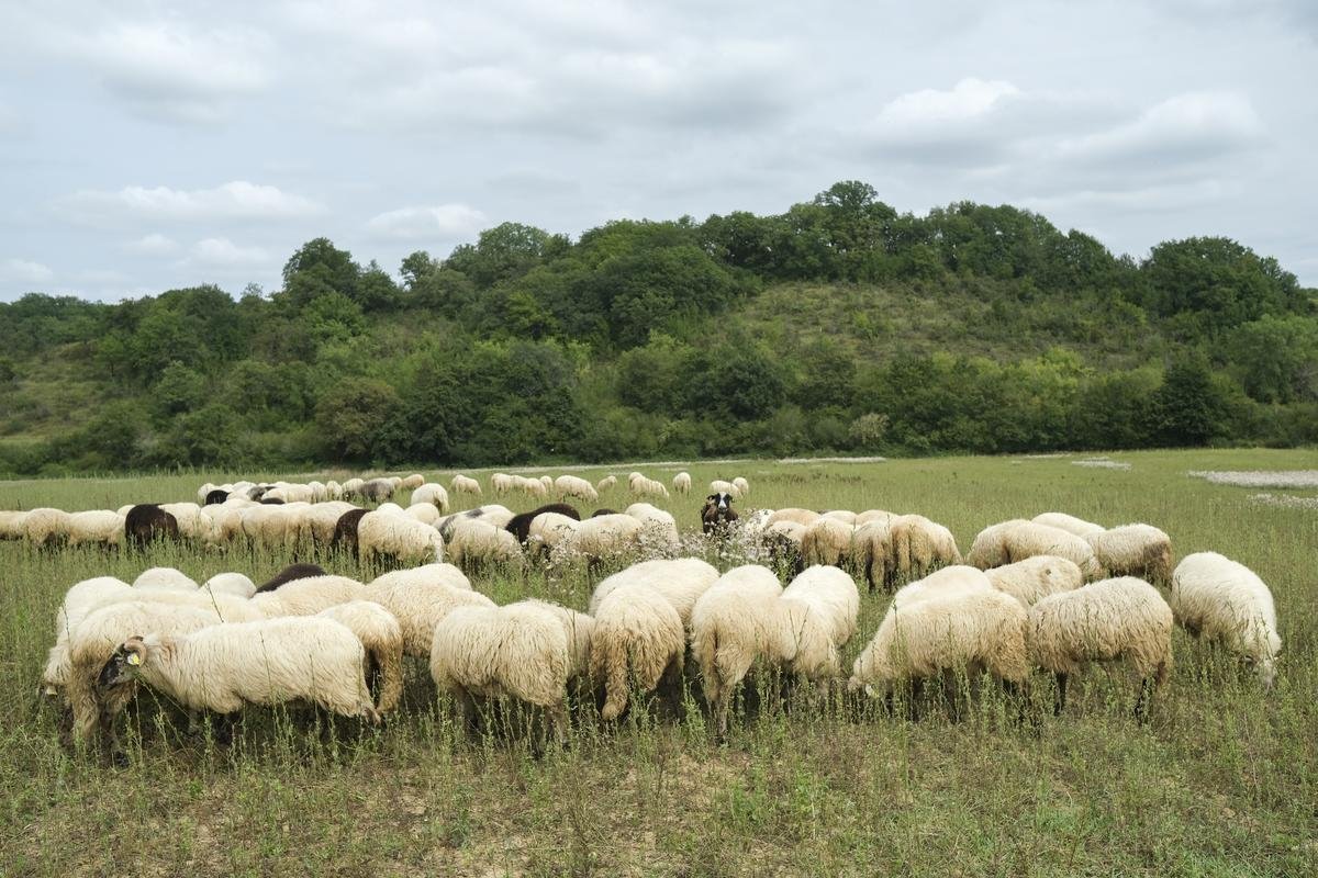 Fermeture de l’abattoir de Bazas : la Chambre d’agriculture à l’écoute des quinze producteurs landais « sans solution »