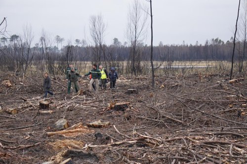 Incendie de Landiras, six mois après : aux lagunes du Gât Mort, le pari de la régénération naturelle
