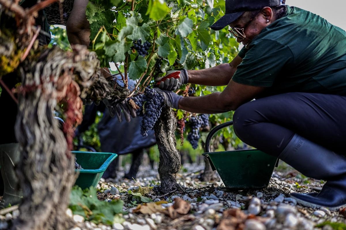 Vins de Bordeaux : « Pas un jour sans qu’on nous demande » un nouveau plan d’arrachage, la filière a rencontré la ministre