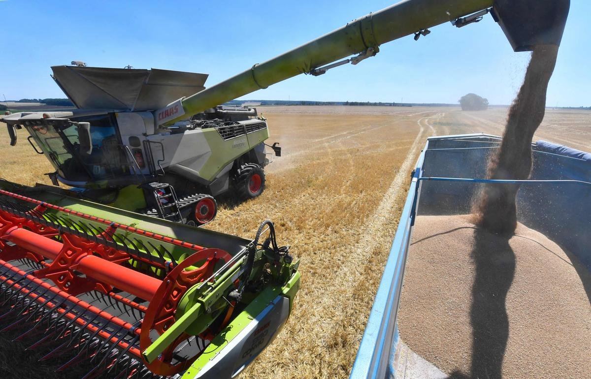 Récolte de blé : des prévisions optimistes avec 32,6 millions de tonnes attendues en 2025
