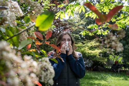 Allergie aux pollens : risque élevé dans tout le département de la Gironde