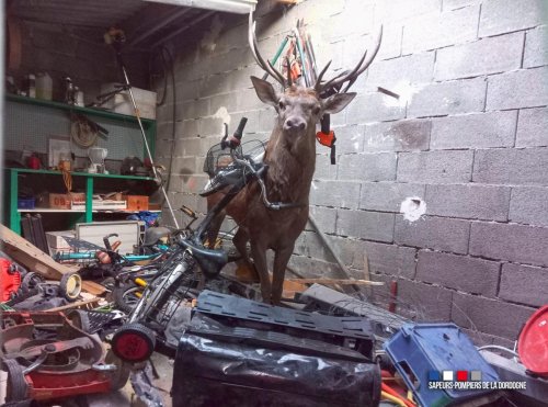 « Il se cognait contre les murs » : l’émoi d’un couple de Dordogne après la chute d’un cerf de 150 kilos dans son garage
