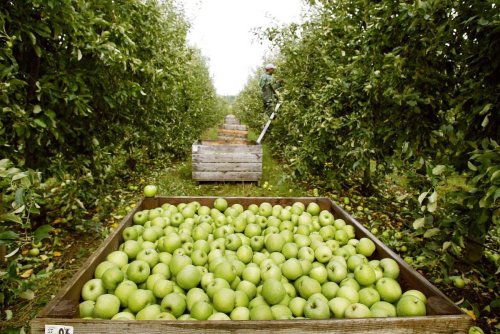 Dordogne : il chute d’une échelle en cueillant des pommes