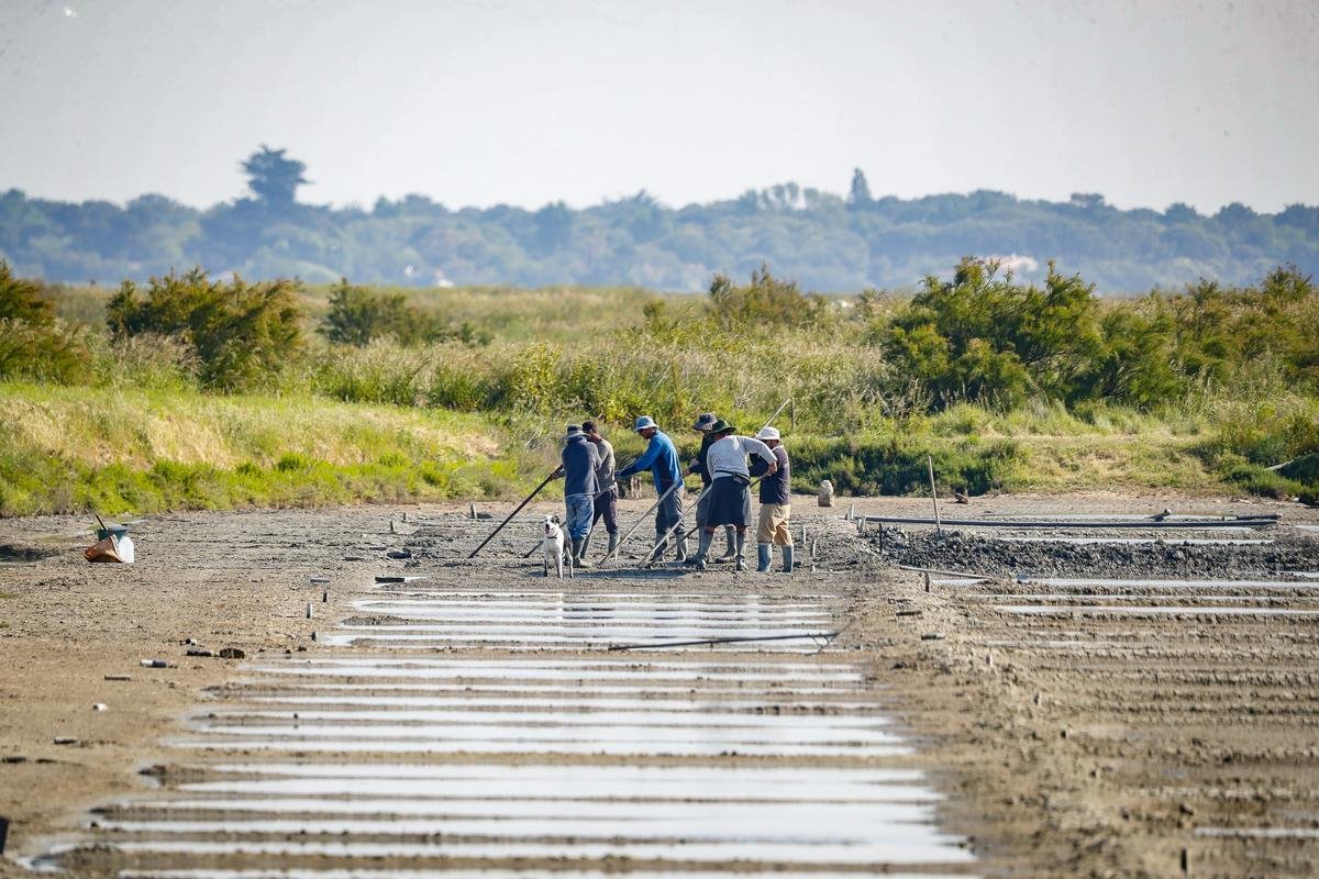 Île de Ré : Fleur de sel, le festival qui met en lumière le savoir-faire des sauniers