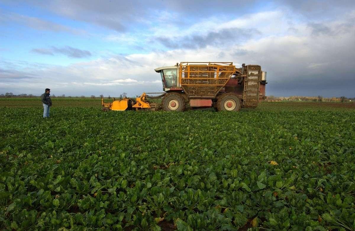 En France, n°1 européen du sucre, les betteraviers alertent sur la « jaunisse virale »