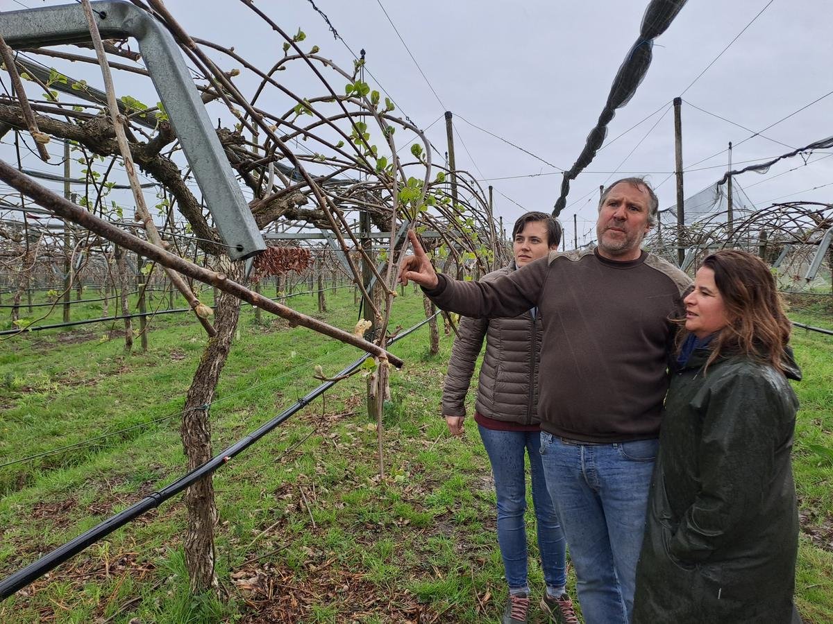 Crise viticole : « Le kiwi, c’est une culture d’avenir »… Au Domaine de Micouleau, on ne cultive pas que de la vigne