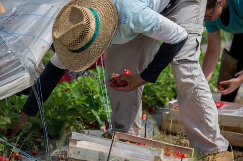 Fortes chaleurs : les producteurs de fraises contraints de jeter leurs fruits