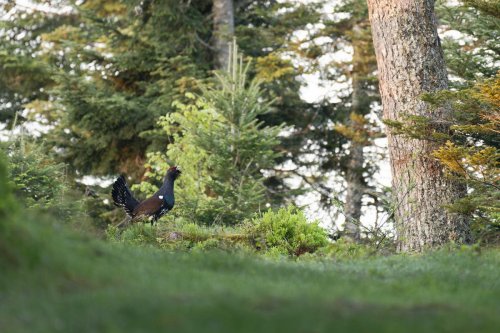 Tourisme dans les Pyrénées : un stage pour apprendre à photographier les animaux sauvages