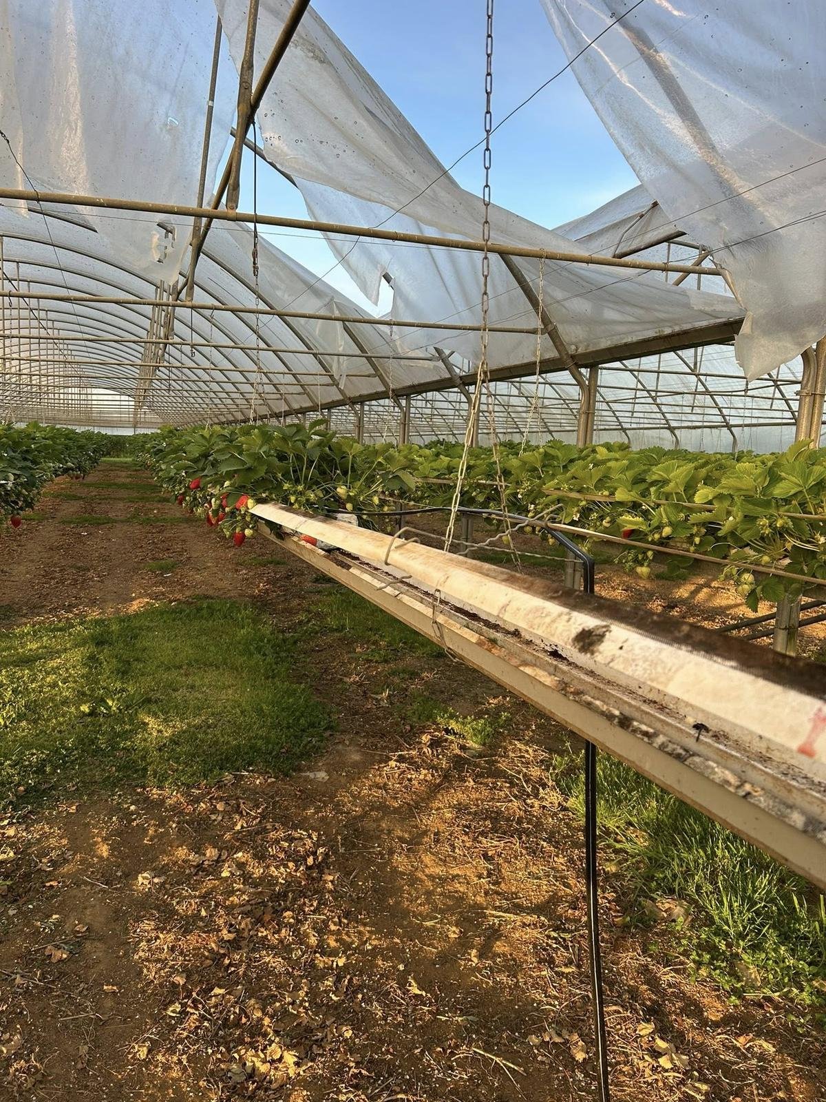 Charente-Maritime : des voleurs font main basse sur 170 pieds de fraises