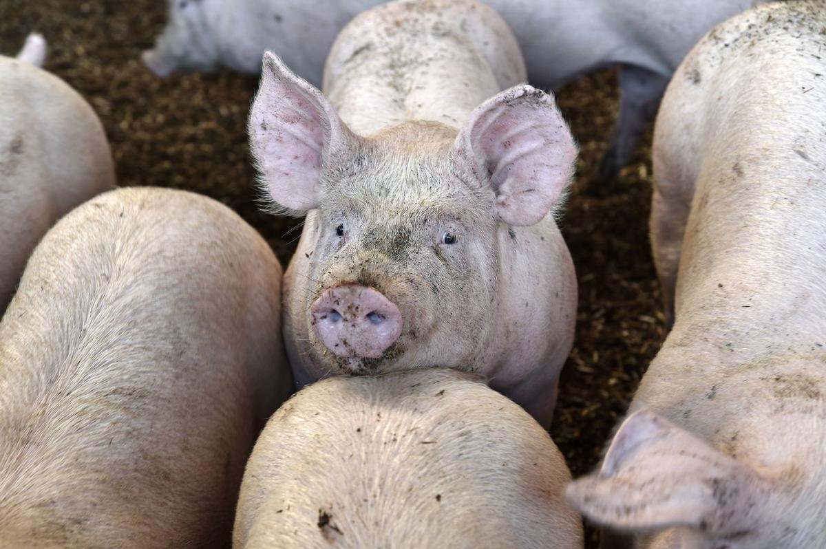 Peste porcine africaine : le virus détecté dans une ferme en Croatie, près de 12 000 cochons vont être abattus
