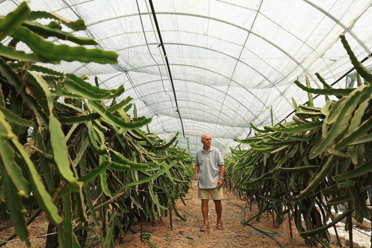 En Albanie, le réchauffement climatique favorise le développement des cultures de fruits exotiques