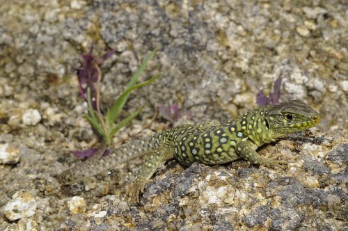 VIDEO. Loto de la biodiversité : jeu à gratter, trois projets dans le Sud-Ouest… Ce qu’il faut savoir sur la 3e édition
