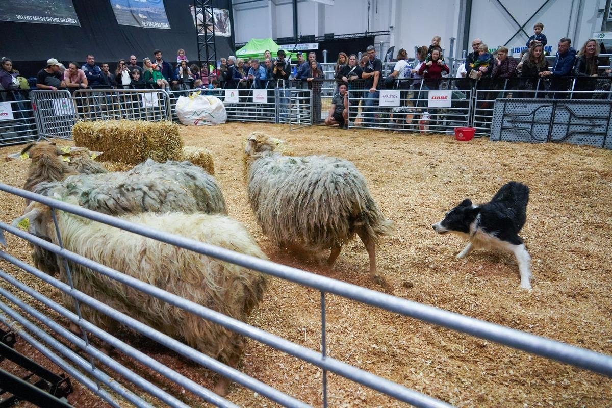 Salon de l’agriculture paysanne Lurrama : à Biarritz, le bipède urbain prend la clé des champs