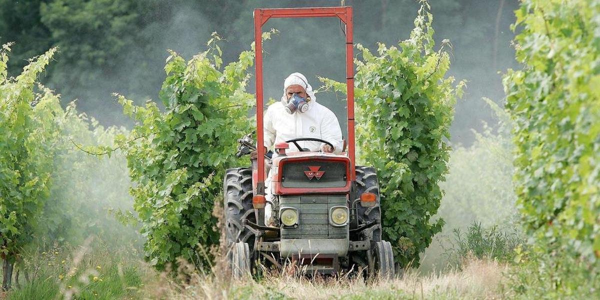 Polémique des pesticides dans les vignes : « Les données de l’étude scientifique seraient-elles si dérangeantes ? »