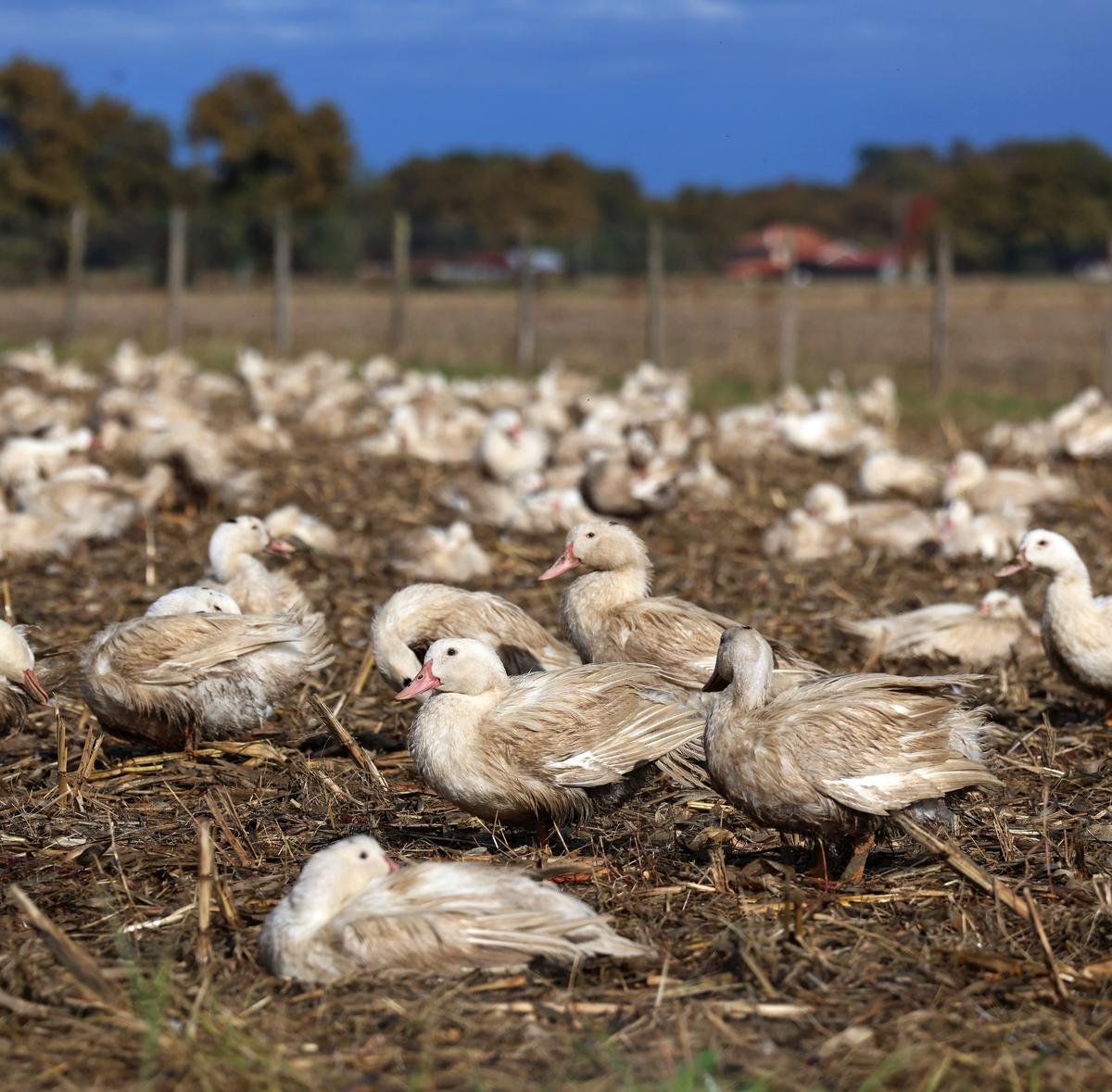 Grippe aviaire dans les Landes : « Chaque jour passé sans foyer, c’est une victoire »
