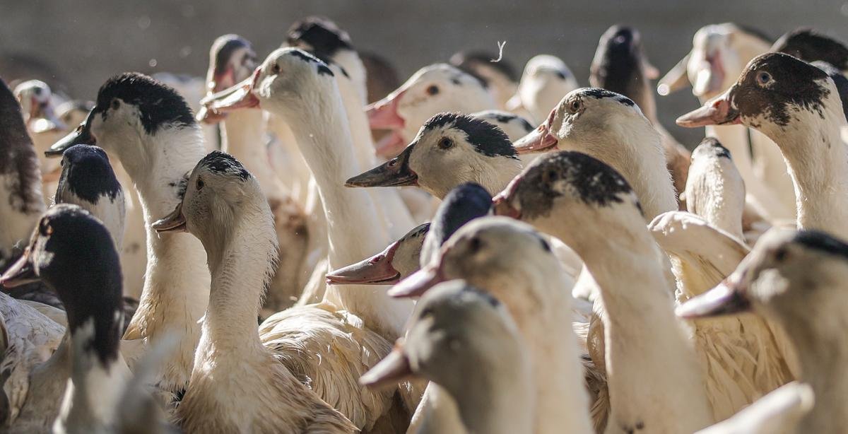 Info « Sud Ouest » : un foyer de grippe aviaire découvert dans un élevage de canards du Lot-et-Garonne
