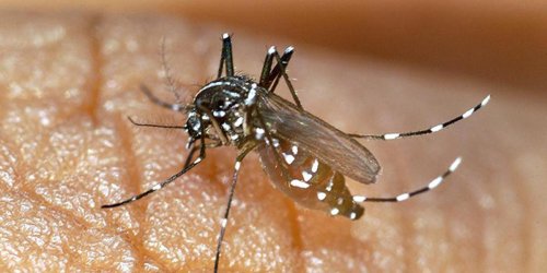 Lutte contre les moustiques : près de Bordeaux, cette commune distribue gratuitement du larvicide