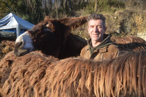 Charente-Maritime. « Bourru, rustique, un peu préhistorique » : un prof d’histoire fou du baudet du Poitou
