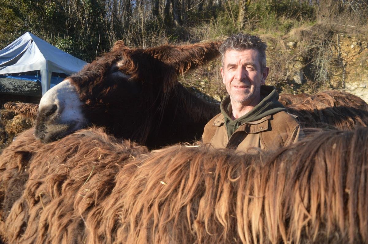 Charente-Maritime. « Bourru, rustique, un peu préhistorique » : un prof d’histoire fou du baudet du Poitou