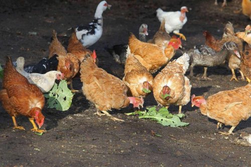 Grippe aviaire en Dordogne : où en est-on trois mois après le début de l’épizootie ?