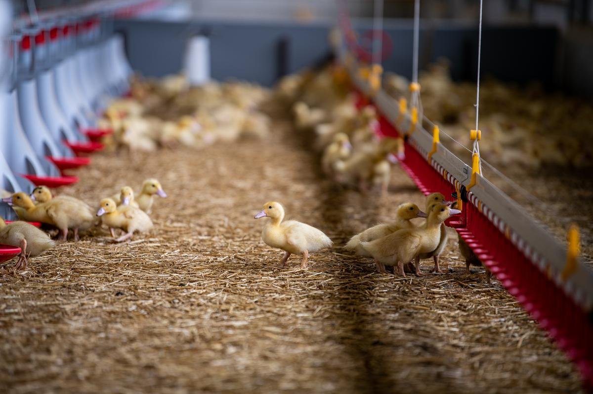 Grippe aviaire : un foyer aviaire détecté dans un élevage au Portugal