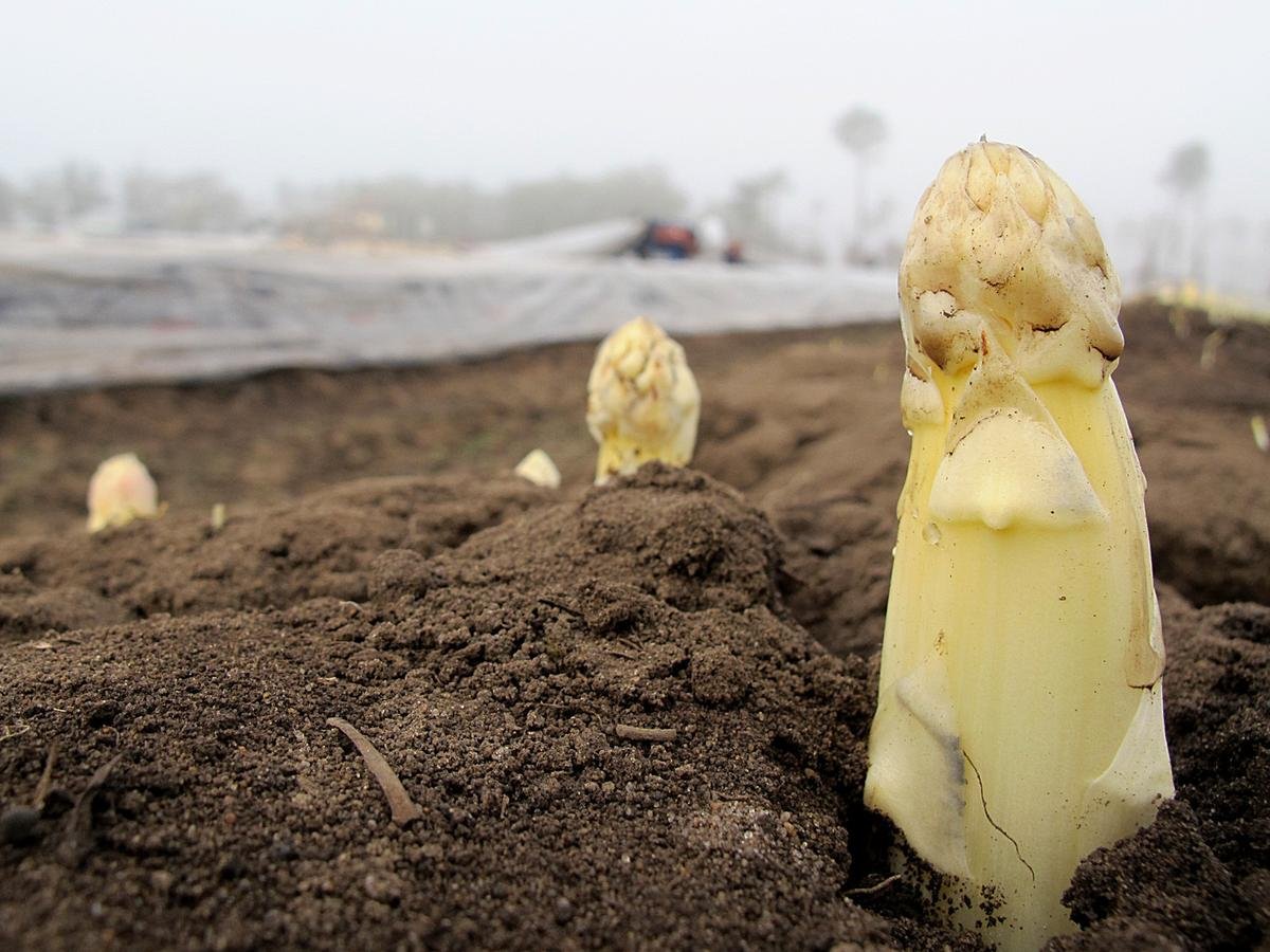 Cachen célèbre l’asperge avec les producteurs locaux