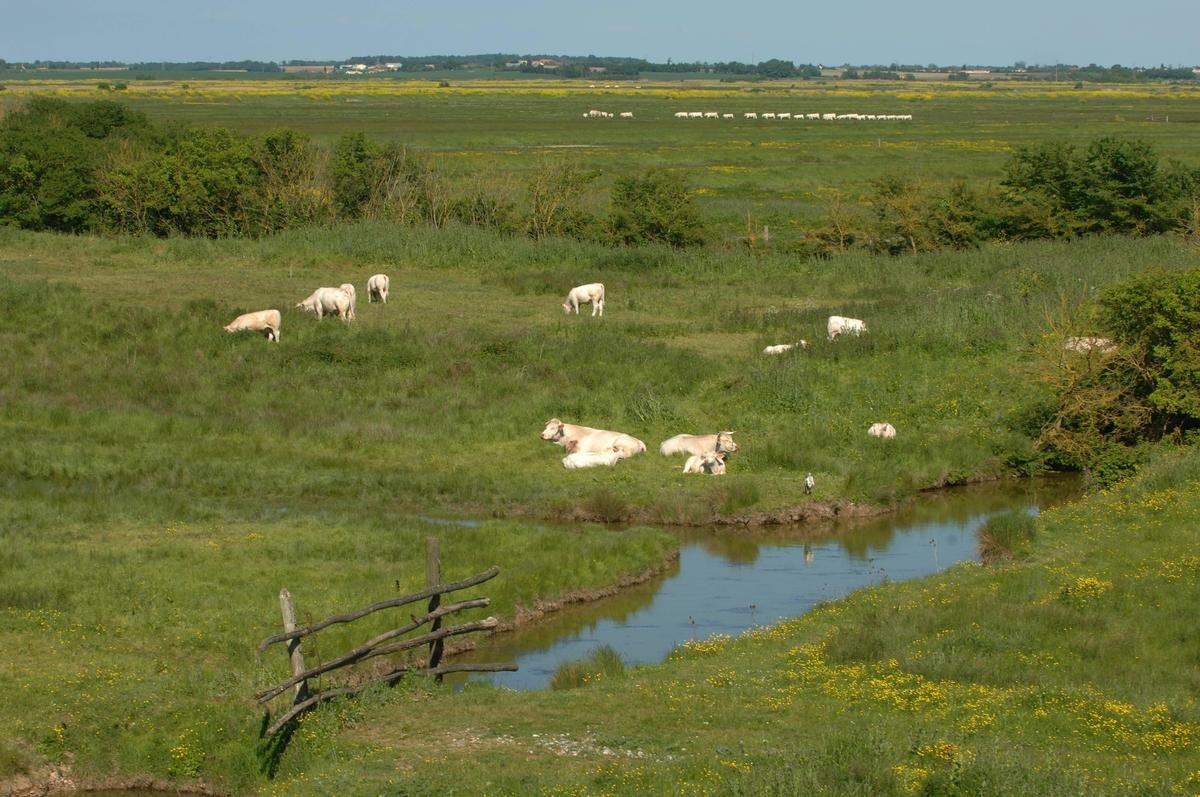Rochefort et Marennes : dans le marais, la particularité d’élever des bovins