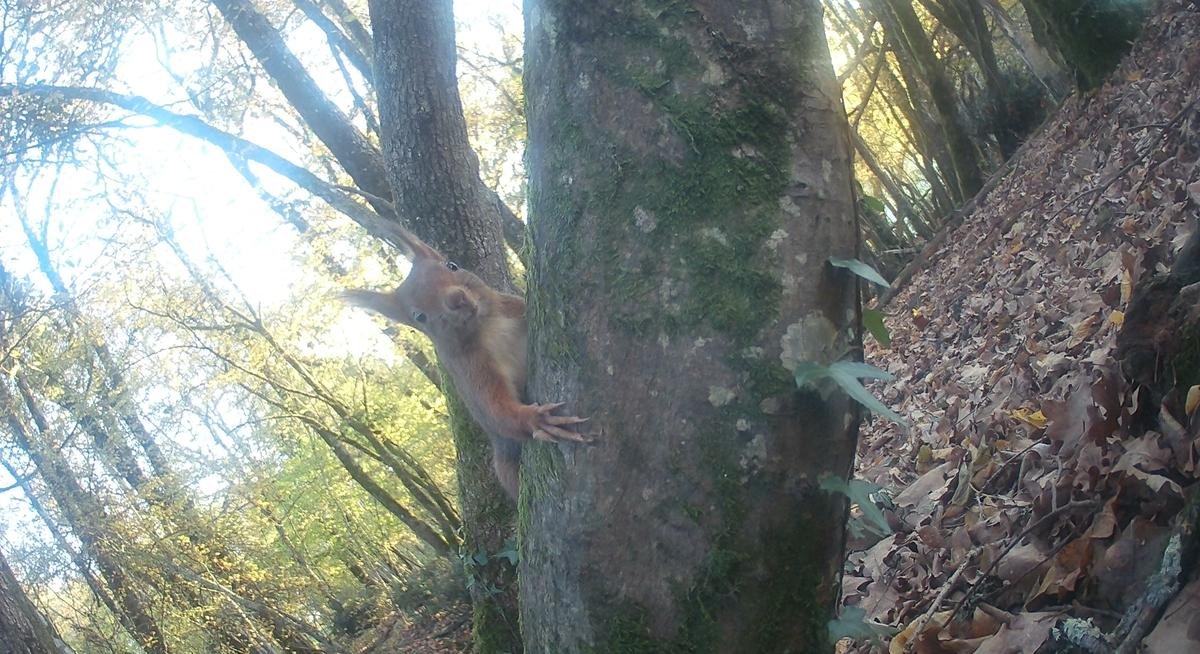 Vins de Bordeaux. « C’est une écologie de précision » : Every1counts guette les bêtes, filmées ou sur écoute