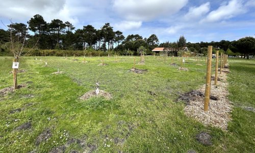 Bassin d’Arcachon : le verger municipal vandalisé pendant la nuit à Gujan-Mestras