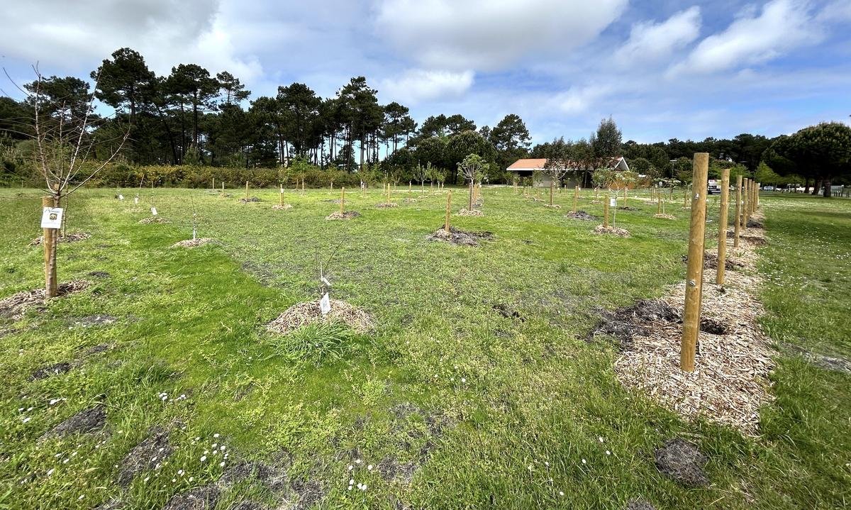 Bassin d’Arcachon : le verger municipal vandalisé pendant la nuit à Gujan-Mestras