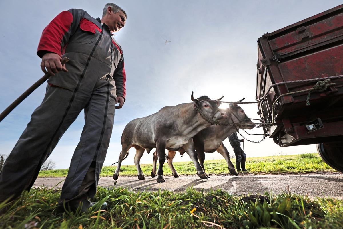 Fête des bœufs gras à Bazas : qui est Vincent Ducasse, ce Landais qui a remporté le prix Roi Bœuf en 2024 ?