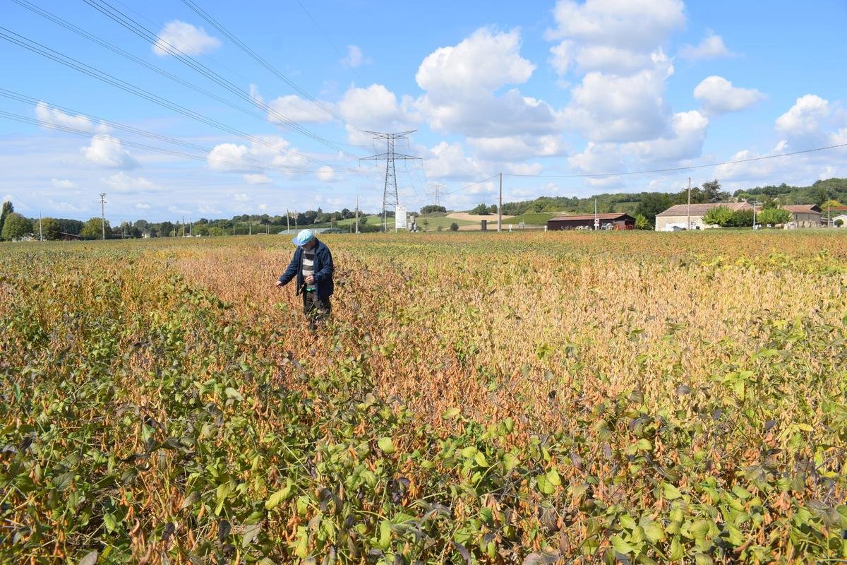 À Duras, le domaine de Laulan expérimente des semences pour leur agrément